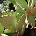 Opuntia (2) ficus-indica ???