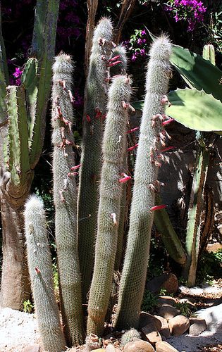 Cleistocactus straussii Cleistocactus straussii