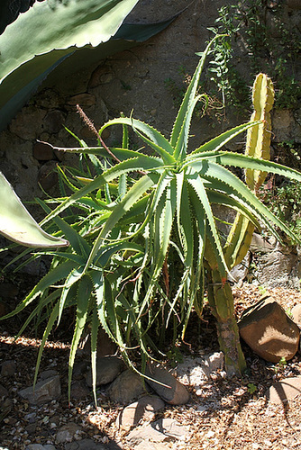 Aloe x spinosissima (A..humilis x A.arborescens) Aloe x spinosissima (A..humilis x A.arborescens)