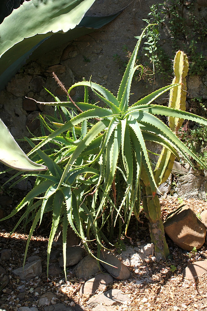 Aloe x spinosissima (A..humilis x A.arborescens)
