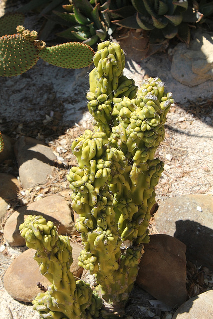 cereus peruvianis