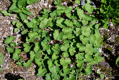 Geranium rotundifolium