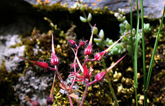 Geranium robertianum (5)