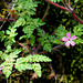 Geranium robertianum (4)