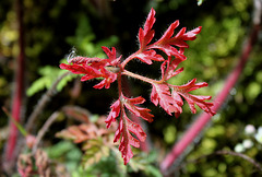 Geranium robertianum (3)