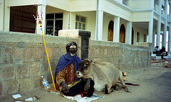 India: A holy man and his cow