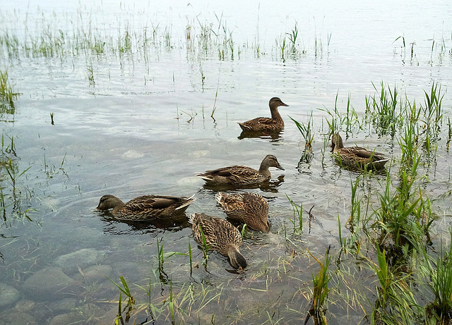 Enten auf dem Bodensee