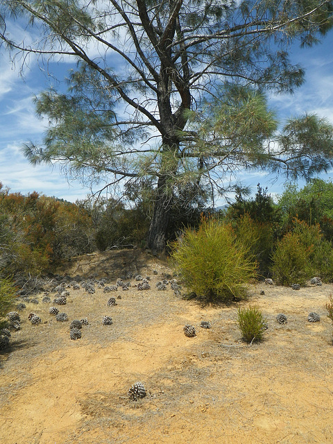 The "Lone Pine" (0117)