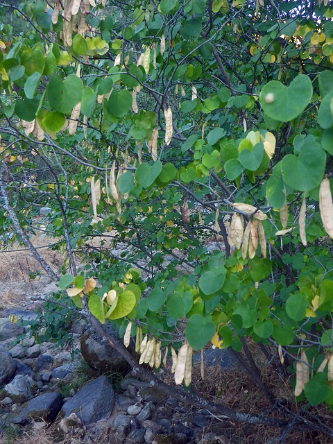 Tree With Seed Pods (0230)