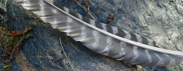 Turkey Feather (0130)