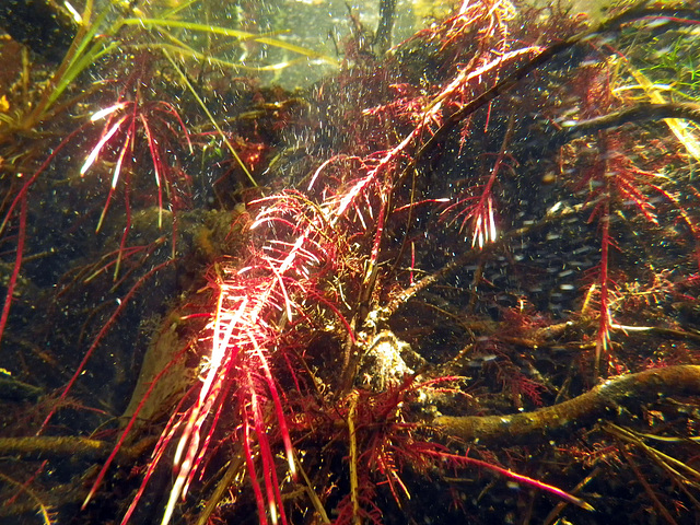 Underwater Plants (0190)