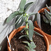Crassula perfoliata falcata (2)
