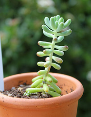 sedum pachyphyllum (2)
