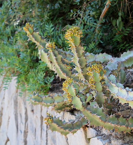 ipernity: Euphorbia caerulescens - by neira-Dan Euphorbia caerulescens