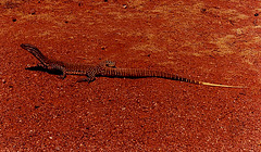 Lace Monitor lizard: 2 meters long