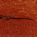Lace Monitor lizard: 2 meters long