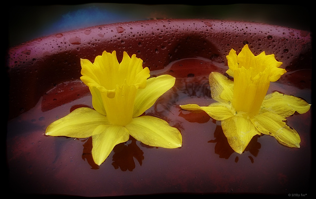 swimming daffodils