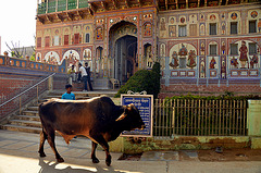 Nawalgarh India...running the bulls.