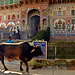 Nawalgarh India...running the bulls.