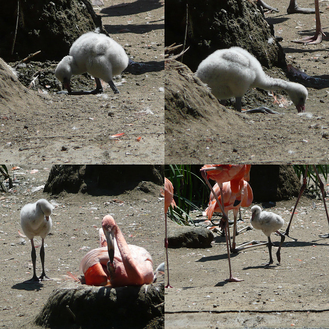 Nachwuchs bei den Flamingos