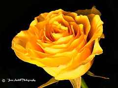 A single  yellow  rose