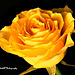 A single  yellow  rose