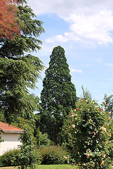 Jardin Lecocq- un des Séquoias