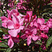 20110529 4048RWw [F] Oleander, Le Grau du Roi, Camargue