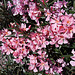 20110529 4047RWw [F] Oleander, Le Grau du Roi, Camargue