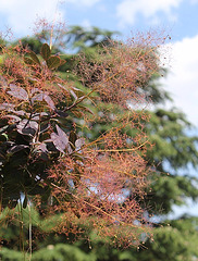 Cotinus coggygria "Royal purple"