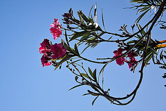 20110529 4045RWw [F] Oleander, Le Grau du Roi, Camargue