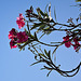 20110529 4045RWw [F] Oleander, Le Grau du Roi, Camargue