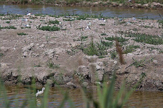 20110530 4524RTw [F] Stelzenläufer (Himantopus himantopus), Lachmöwe (Larus ridibundus), Zwergseeschwalbe, Parc Ornithologique, Camargue