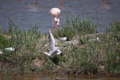 20110530 4522RTw [F] Lachmöwe (Chroicocephalus ridibundus), Seeschwalbe, Flamingo, Parc Ornithologique [Camargue]