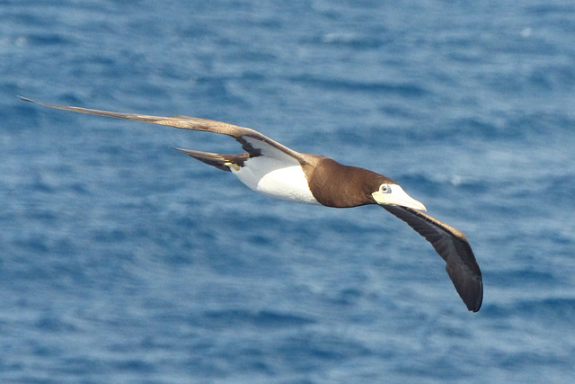 Brown Booby - 30 January 2014