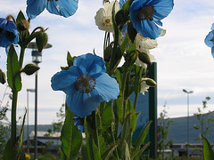 Bouquet bleu coquelicot  (Tromso)