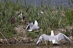 20110530 4521RTw [F] Lachmöwe (Chroicocephalus ridibundus) mit Nachwuchs [JV], Parc Ornithologique, Camargue