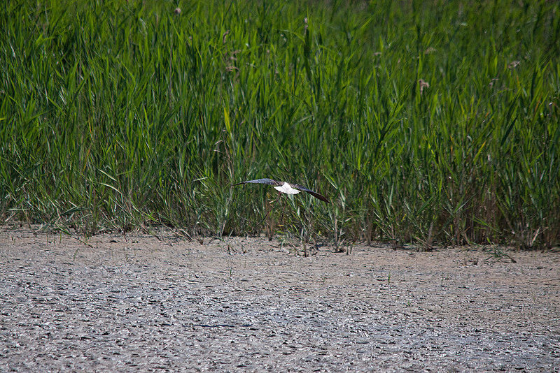 20110530 4519RTw [F] Stelzenläufer (Himantopus himantopus), Parc Ornithologique, Camargue