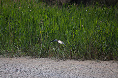 20110530 4518RTw [F] Stelzenläufer (Himantopus himantopus), Parc Ornithologique, Camargue