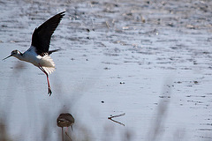 20110530 4517RTw [F] Stelzenläufer (Himantopus himantopus), Parc Ornithologique, Camargue