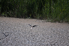 20110530 4512RTw [F] Stelzenläufer (Himantopus himantopus), Parc Ornithologique, Camargue