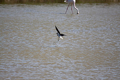 20110530 4507RTw [F] Rosaflamingo (Phoenicopterus ruber), Stelzenläufer (Himantopus himantopus), Parc Ornithologique, Camargue