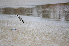 20110530 4505RTw [F] Stelzenläufer (Himantopus himantopus), Parc Ornithologique, Camargue