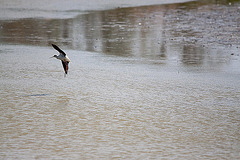 20110530 4504RTw [F] Stelzenläufer (Himantopus himantopus), Parc Ornithologique, Camargue