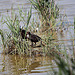 20110530 4498RTw [F] Blässhuhn [JV], Parc Ornithologique, Camargue