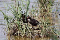 20110530 4497RTw Blässhuhn [JV], Parc Ornithologique, Camargue