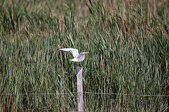 20110530 4495RTw [F] Lachmöwe (Chroicocephalus ridibundus), Parc Ornithologique, Camargue