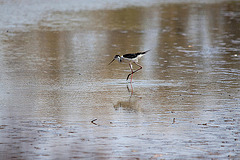 20110530 4489RTw [F] Stelzenläufer (Himantopus himantopus), Parc Ornithologique, Camargue
