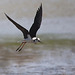 20110530 4485RTw [F] Stelzenläufer (Himantopus himantopus), Parc Ornithologique, Camargue