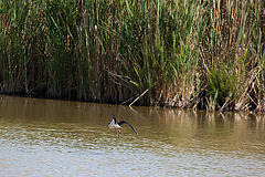 20110530 4483RTw [F] Stelzenläufer (Himantopus himantopus), Parc Ornithologique, Camargue